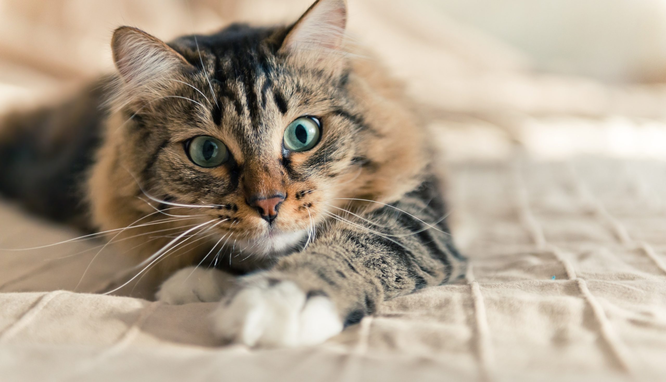 Pet Care